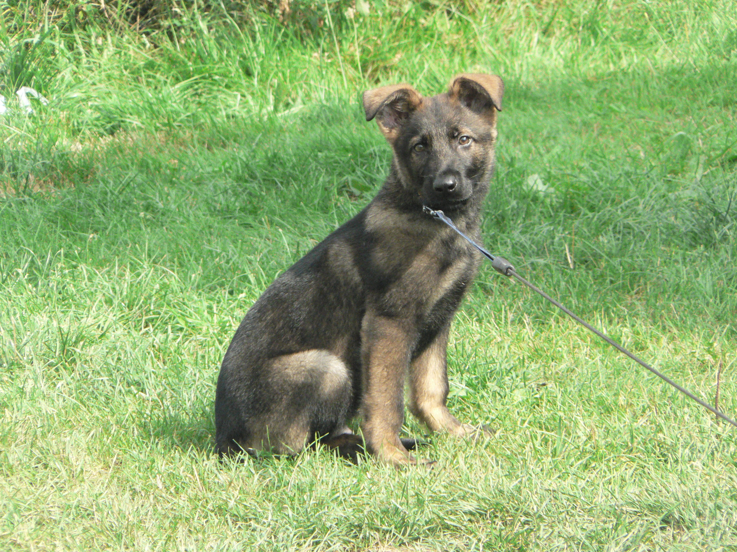 Větřkovice-Agility Tábor 114